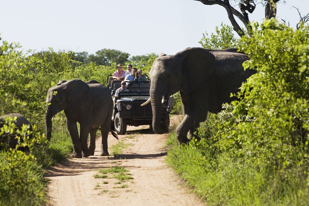 African Safari: Where Wilderness Meets Luxury