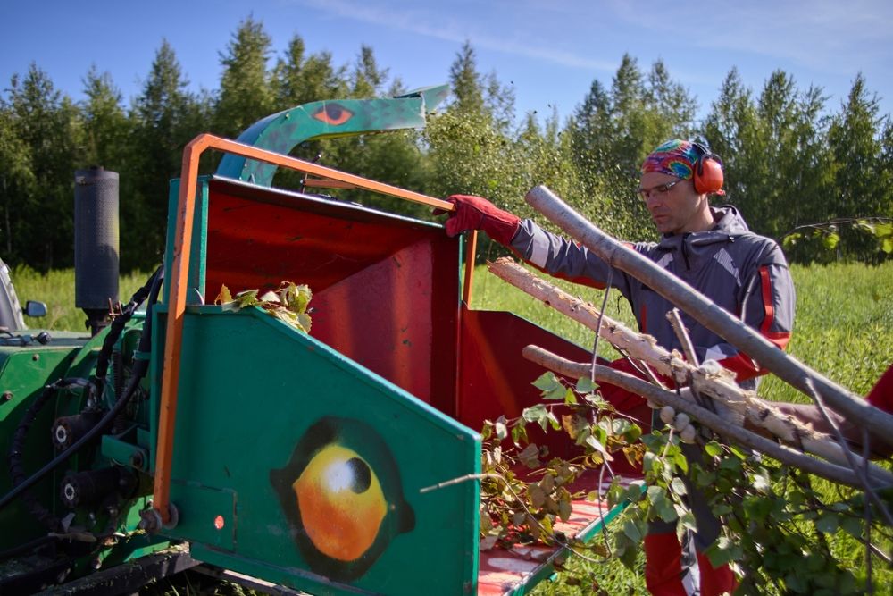 Branch Tree Removal Services: How Much Should You Pay?